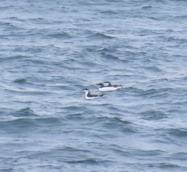 Толстоклювая кайра - ML646688702