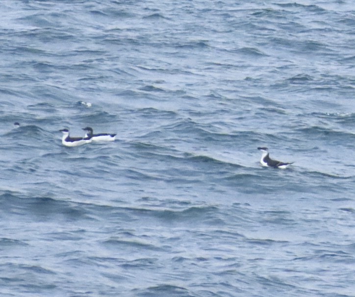 Толстоклювая кайра - ML646688703