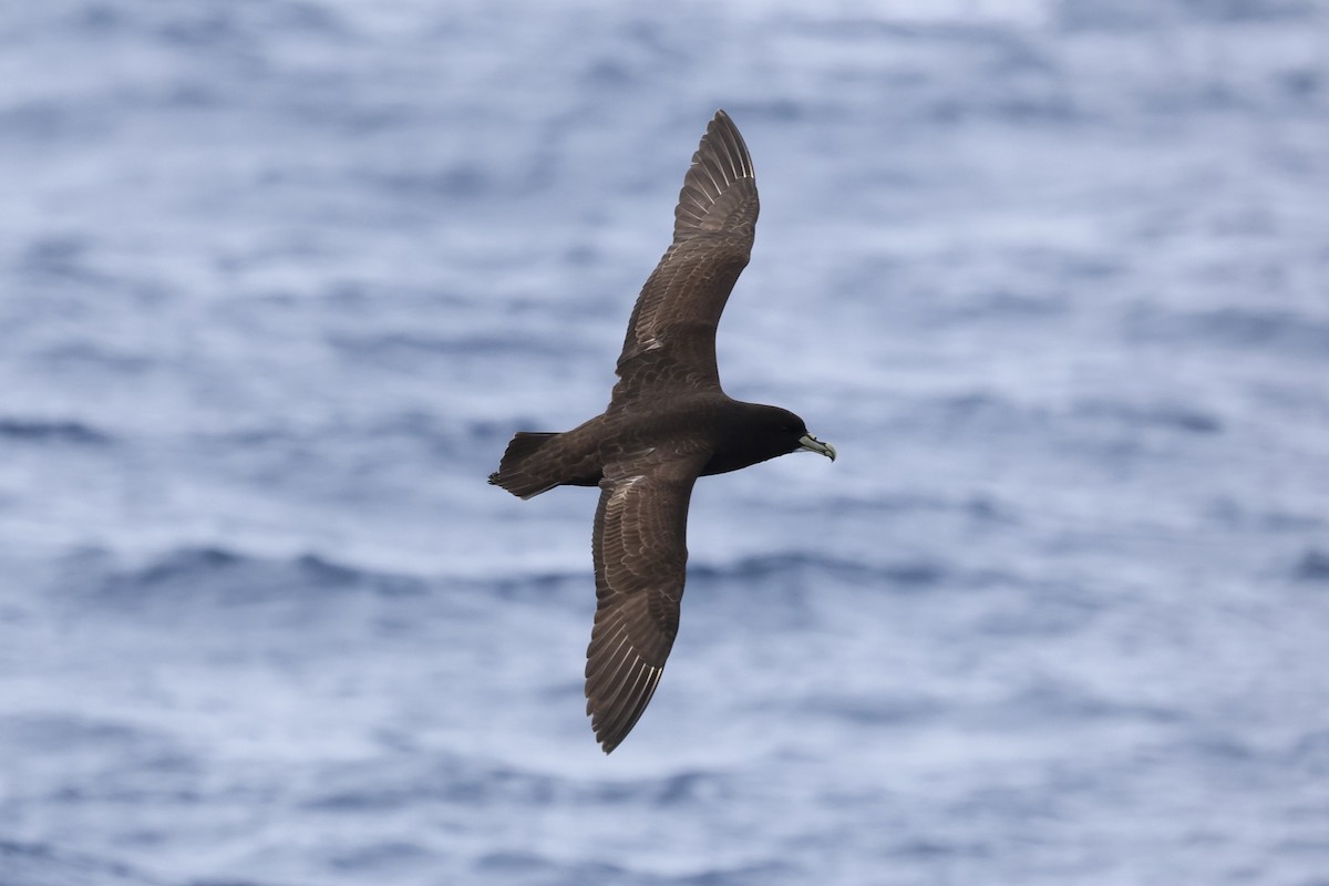 Beyaz Gıdılı Yelkovan - ML646688705