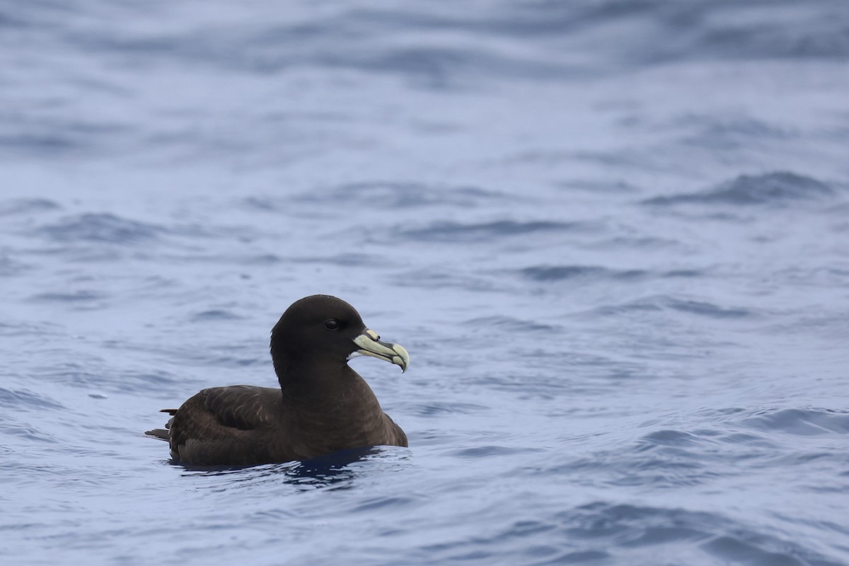 Beyaz Gıdılı Yelkovan - ML646688706