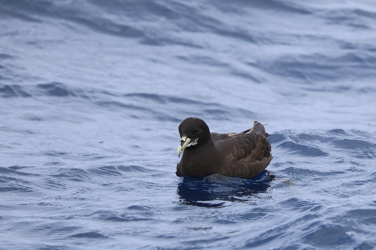 Beyaz Gıdılı Yelkovan - ML646688707