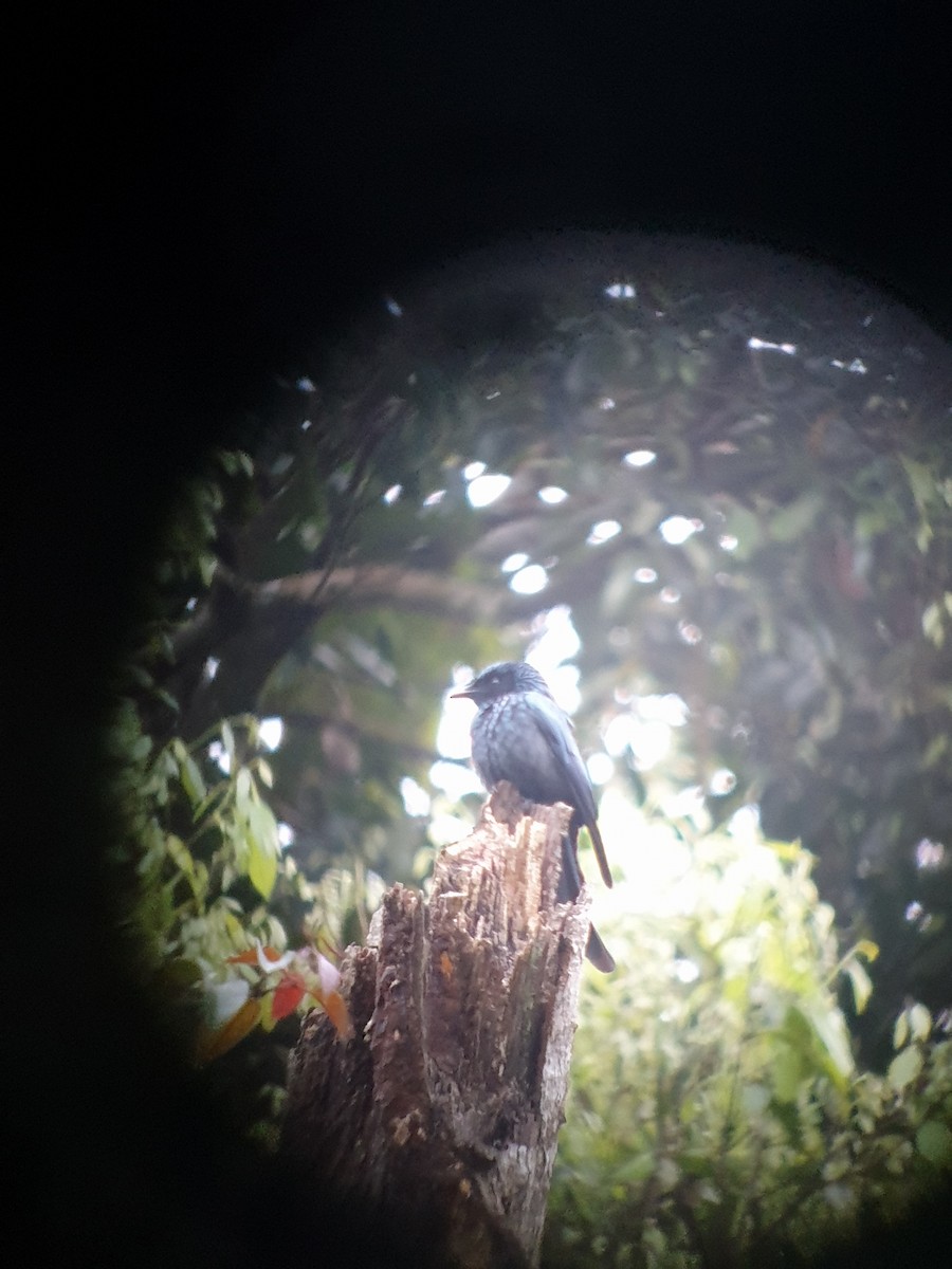 Bronzedrongo - ML646688709