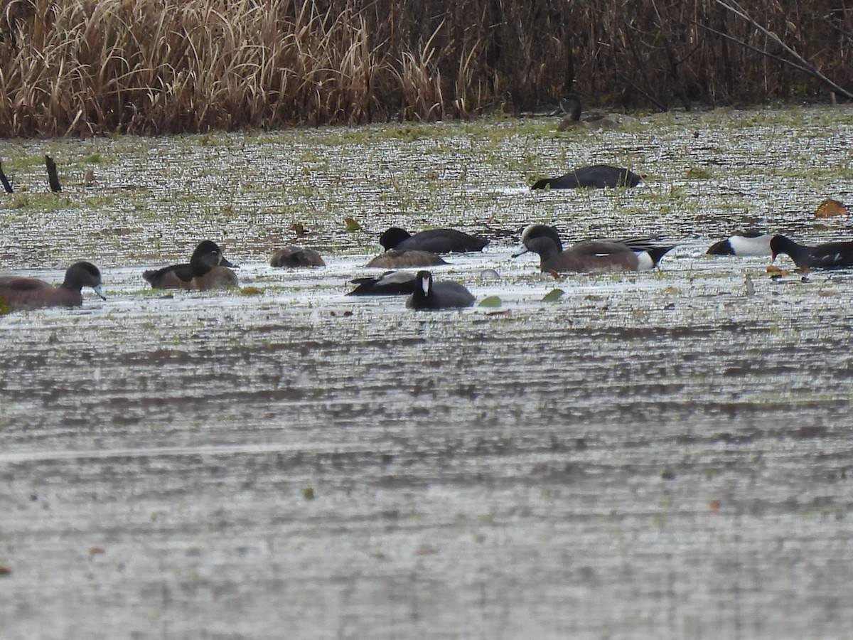 Американская свиязь - ML646688710