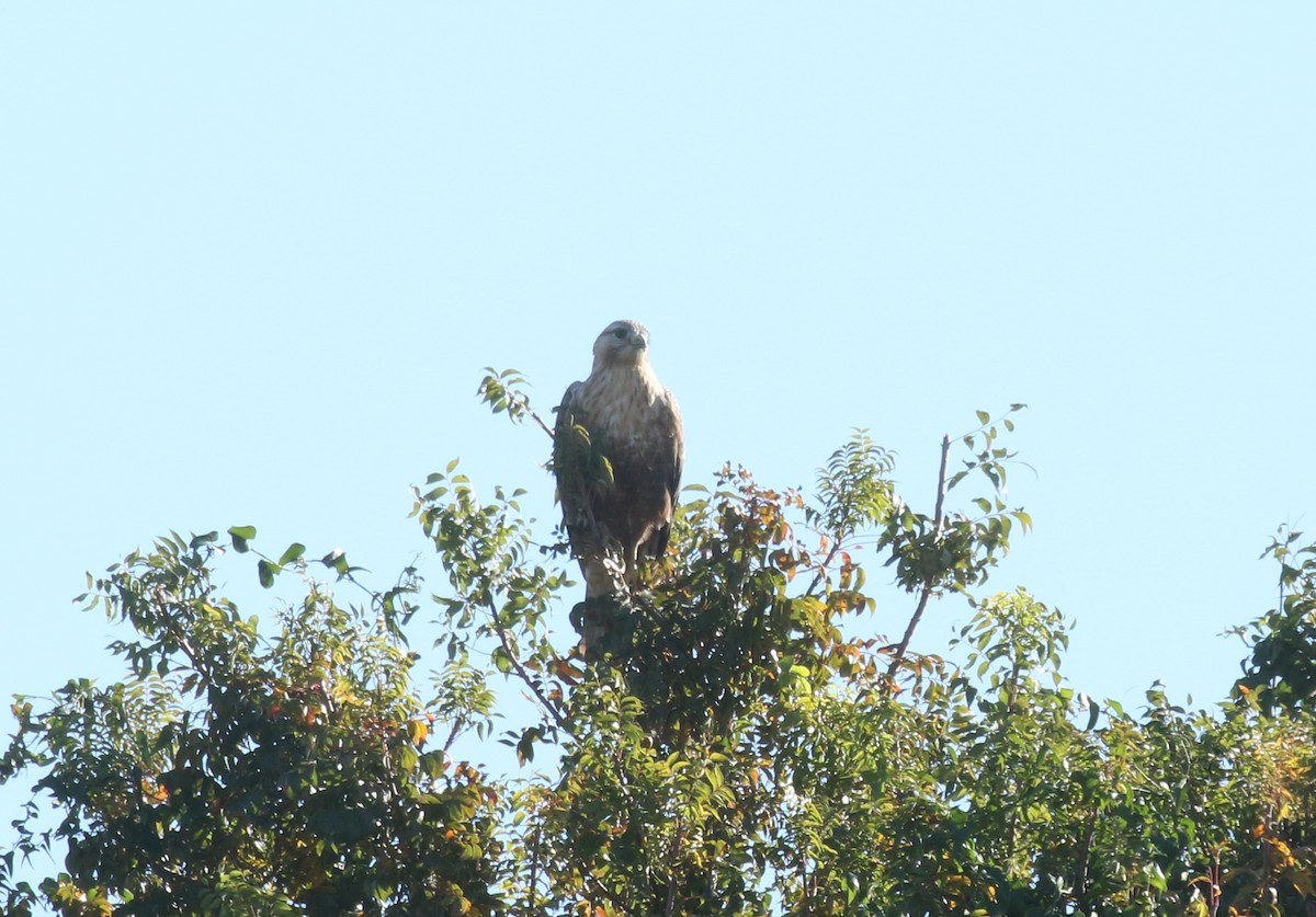 káně bělochvostá - ML646688713