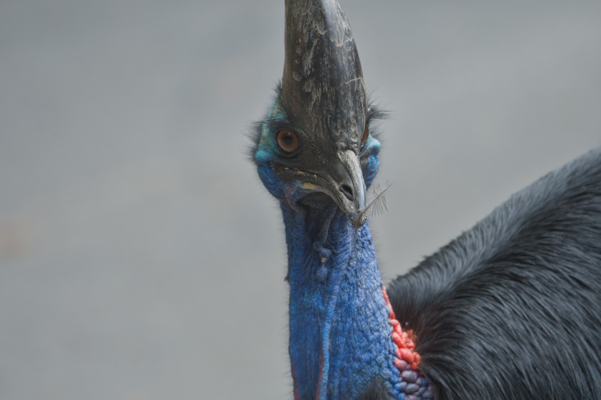 Шлемоносный казуар - ML646688715