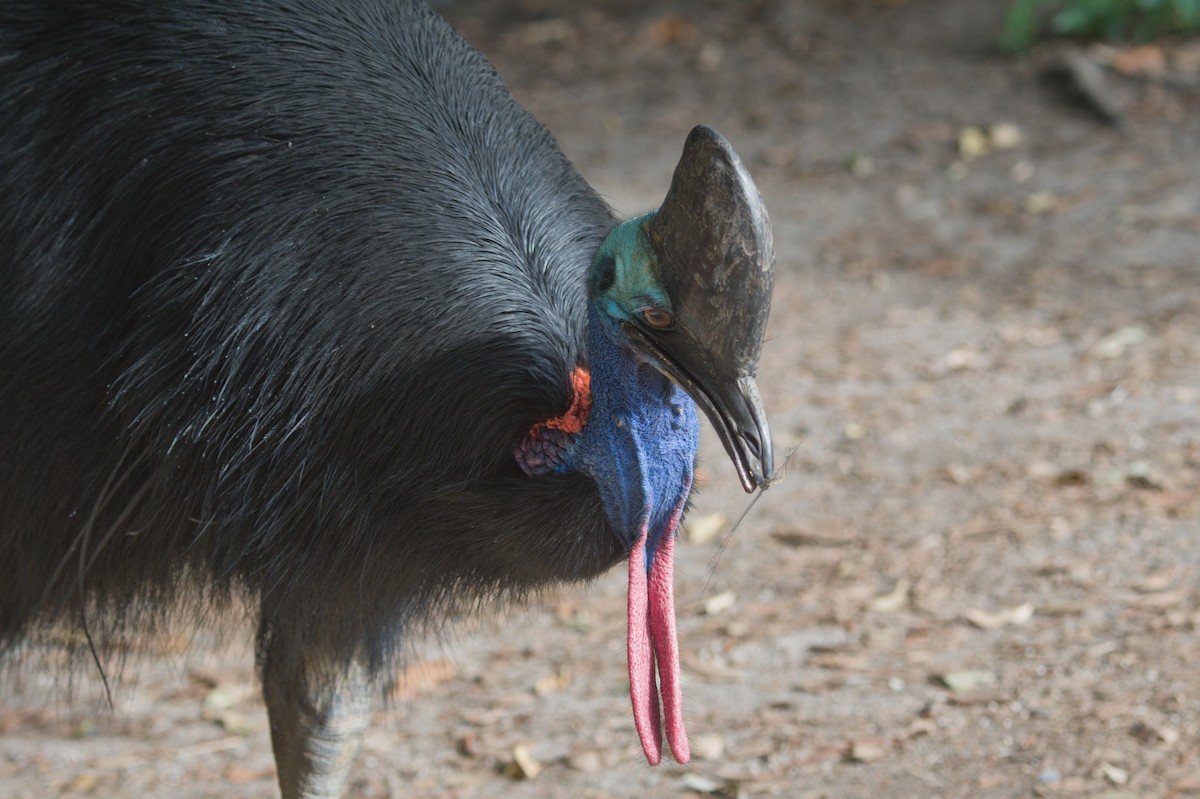 Шлемоносный казуар - ML646688716