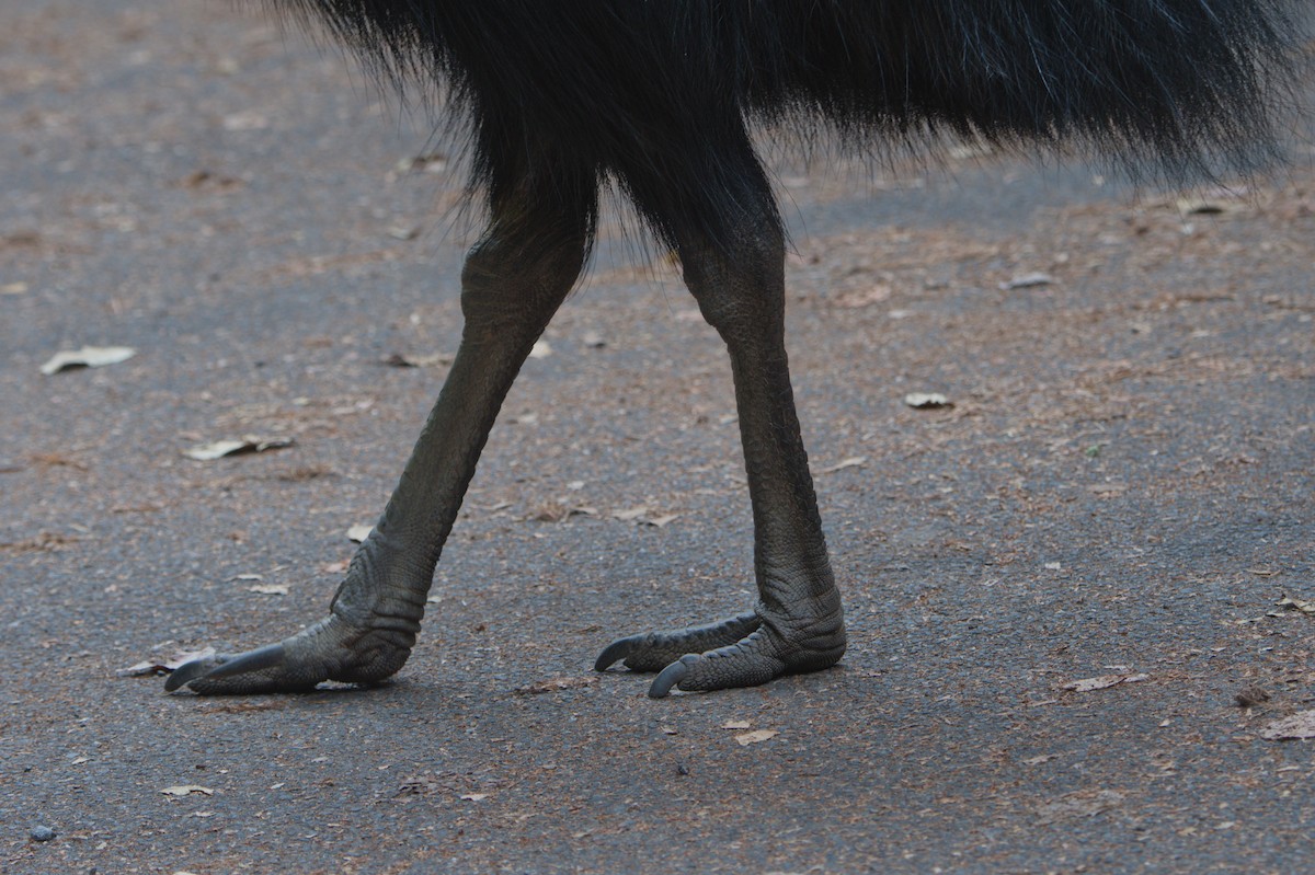 Шлемоносный казуар - ML646688717