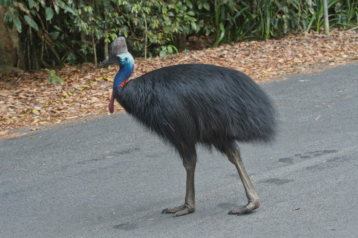 Шлемоносный казуар - ML646688718