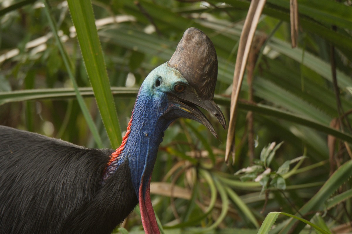 Шлемоносный казуар - ML646688719