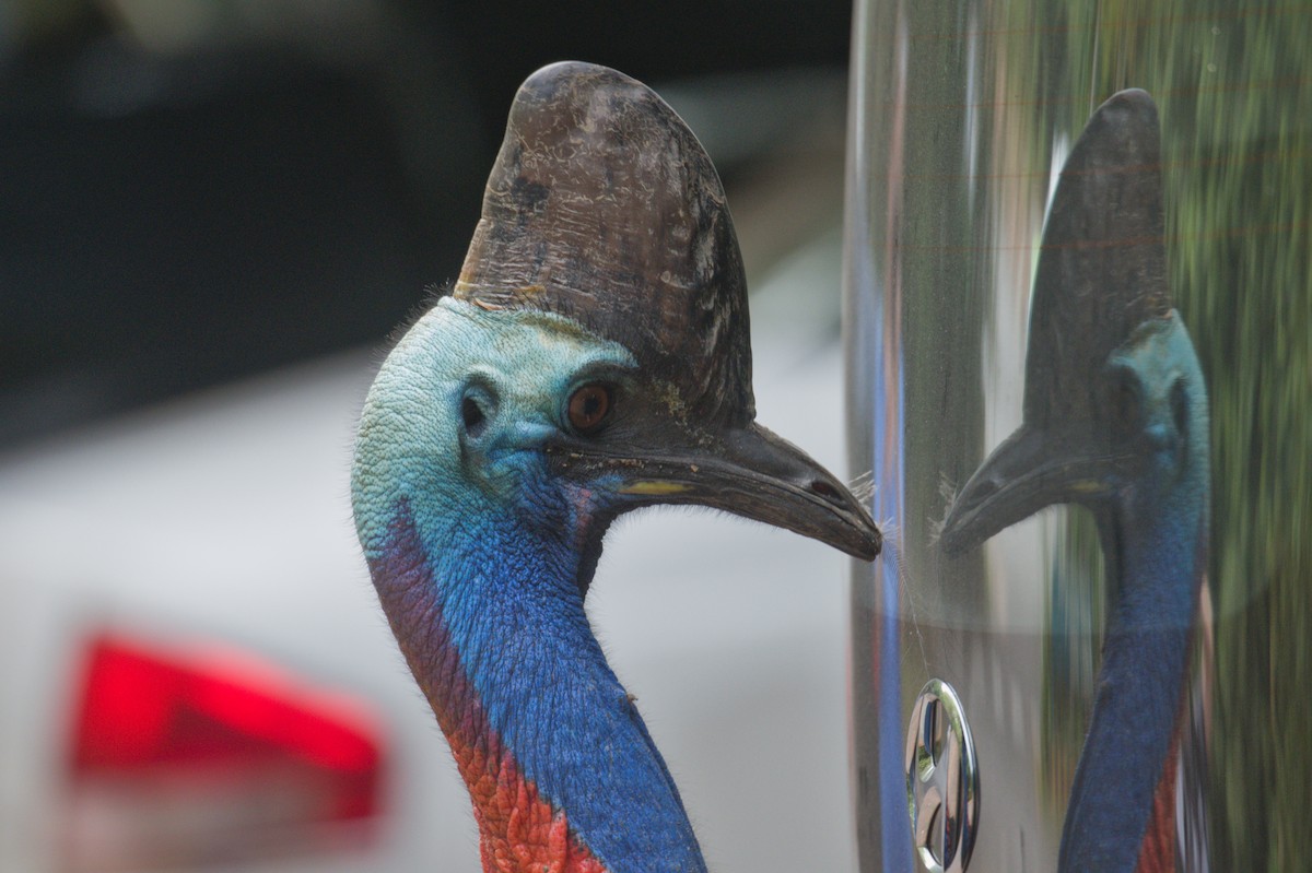 Шлемоносный казуар - ML646688720