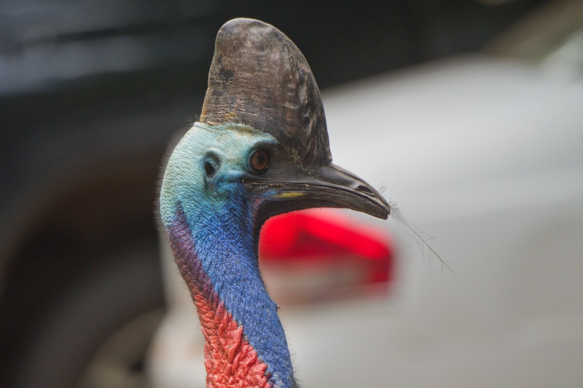 Шлемоносный казуар - ML646688721