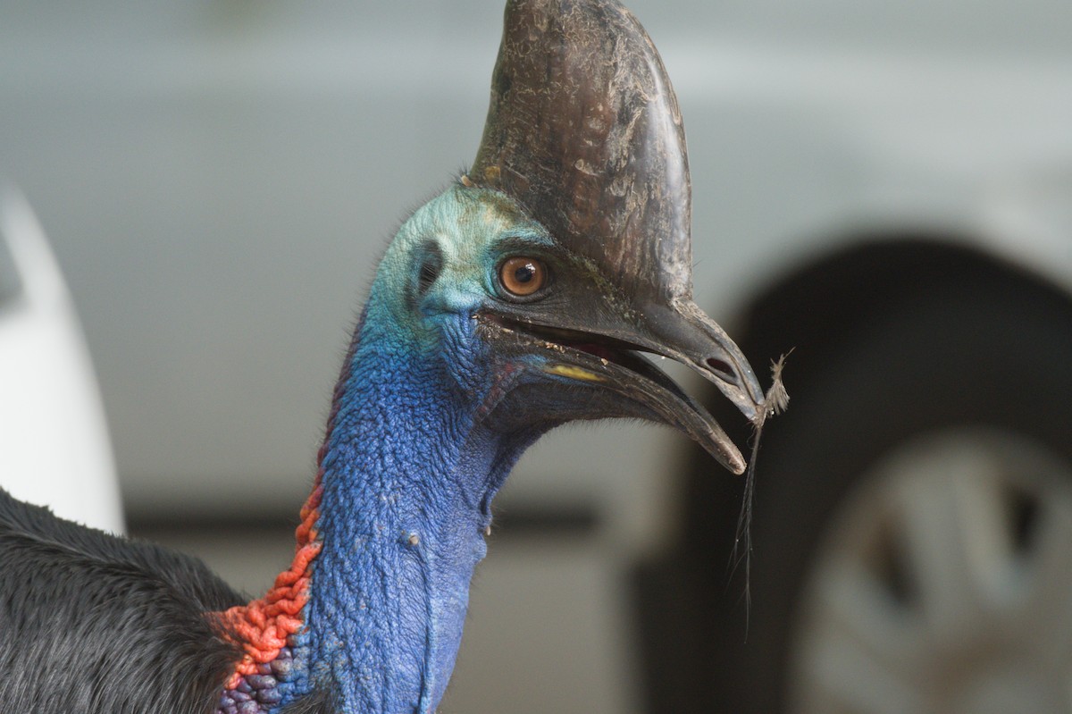 Шлемоносный казуар - ML646688722