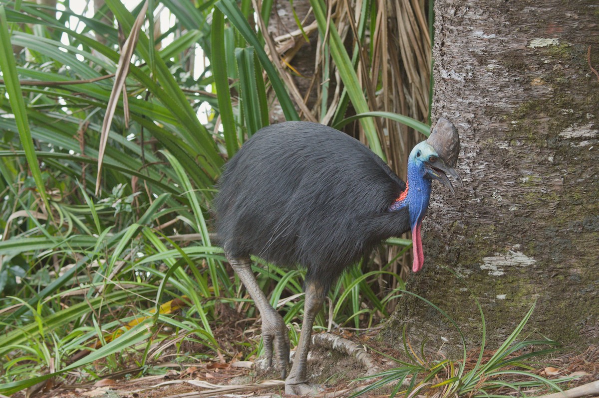 Шлемоносный казуар - ML646688723