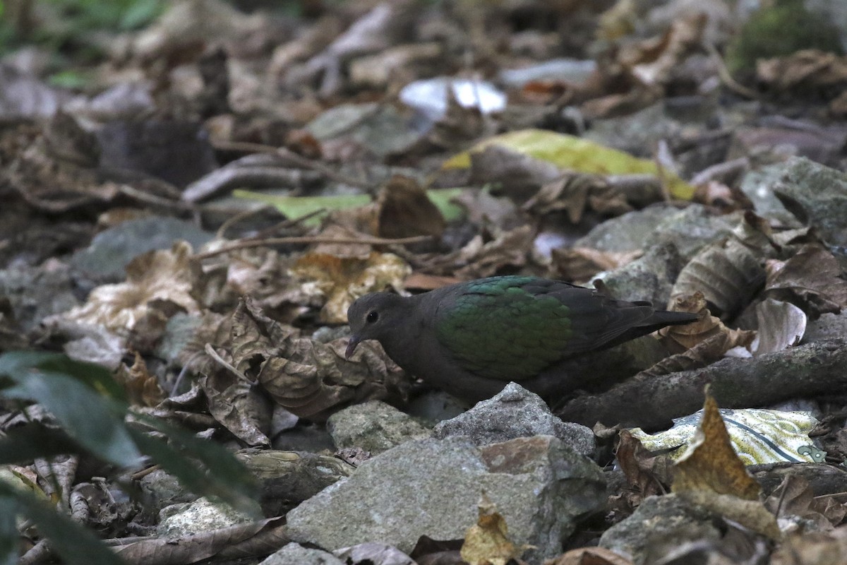 Asian Emerald Dove - ML646688724