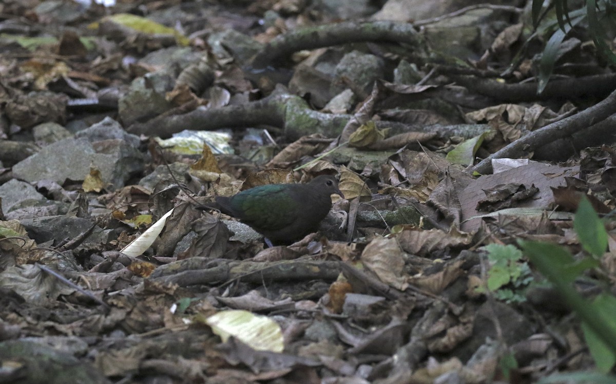 Asian Emerald Dove - ML646688725