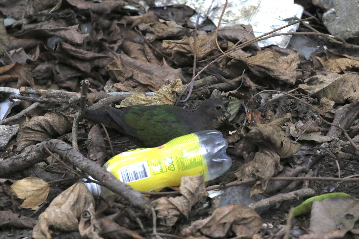 Asian Emerald Dove - ML646688726