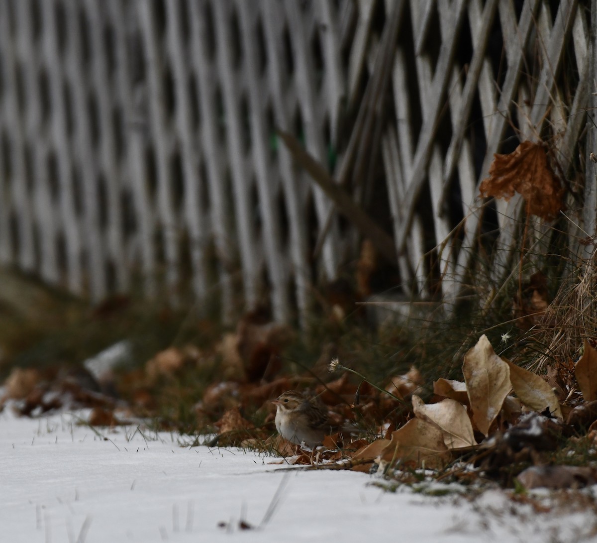 Kil Rengi Serçe - ML646688735