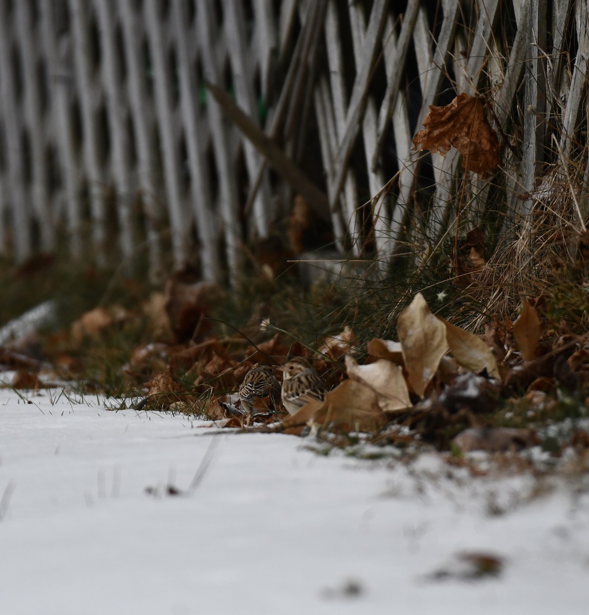 Kil Rengi Serçe - ML646688736