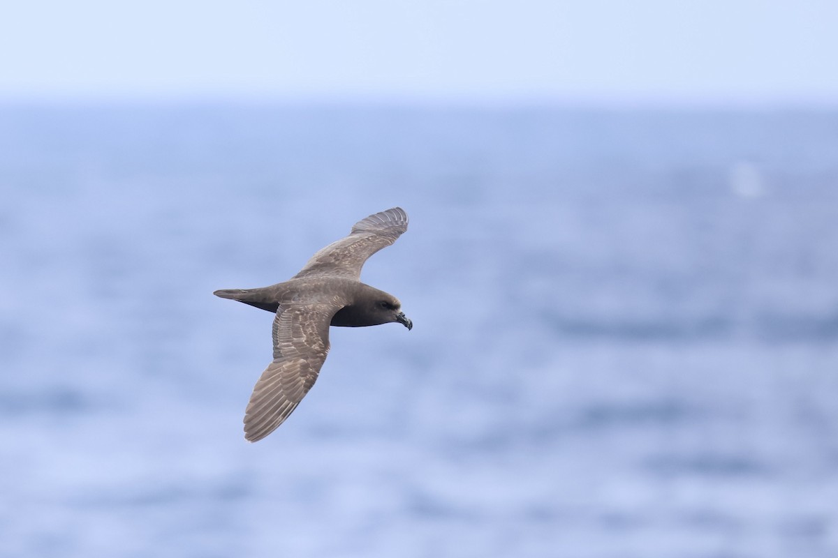 Brai hegaluzea - ML646688747