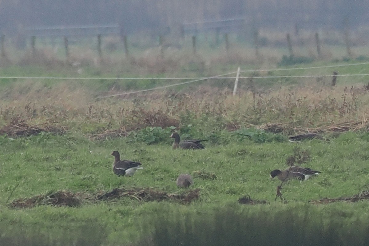 Lesser White-fronted Goose - ML646688755