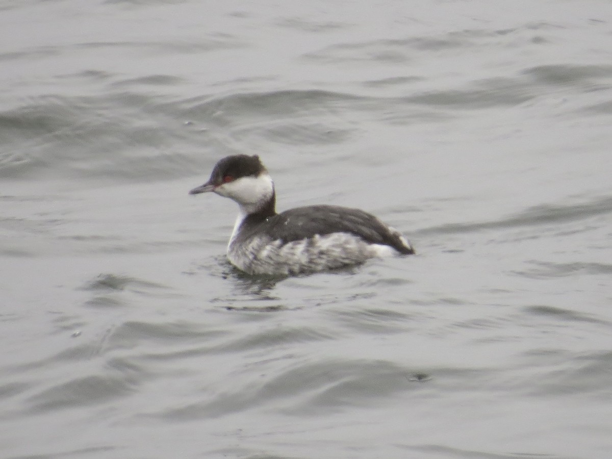 Kulaklı Batağan - ML646688758