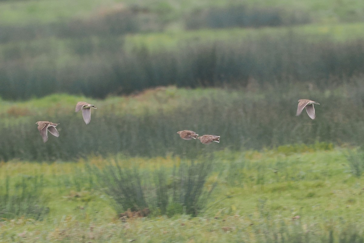 sanglerke - ML646688760