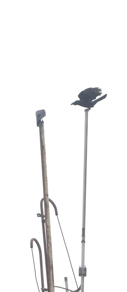 Large-billed Crow - ML646688761