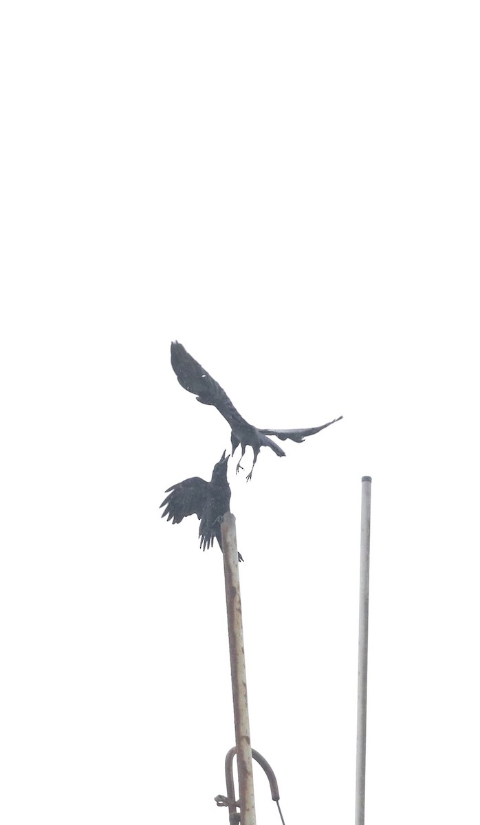 Large-billed Crow - ML646688762