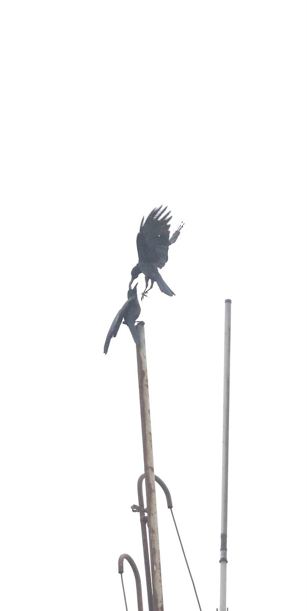 Large-billed Crow - ML646688764