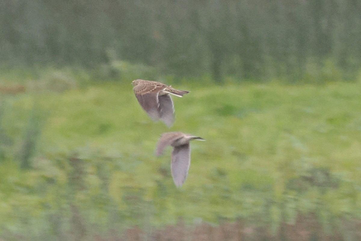 sanglerke - ML646688765