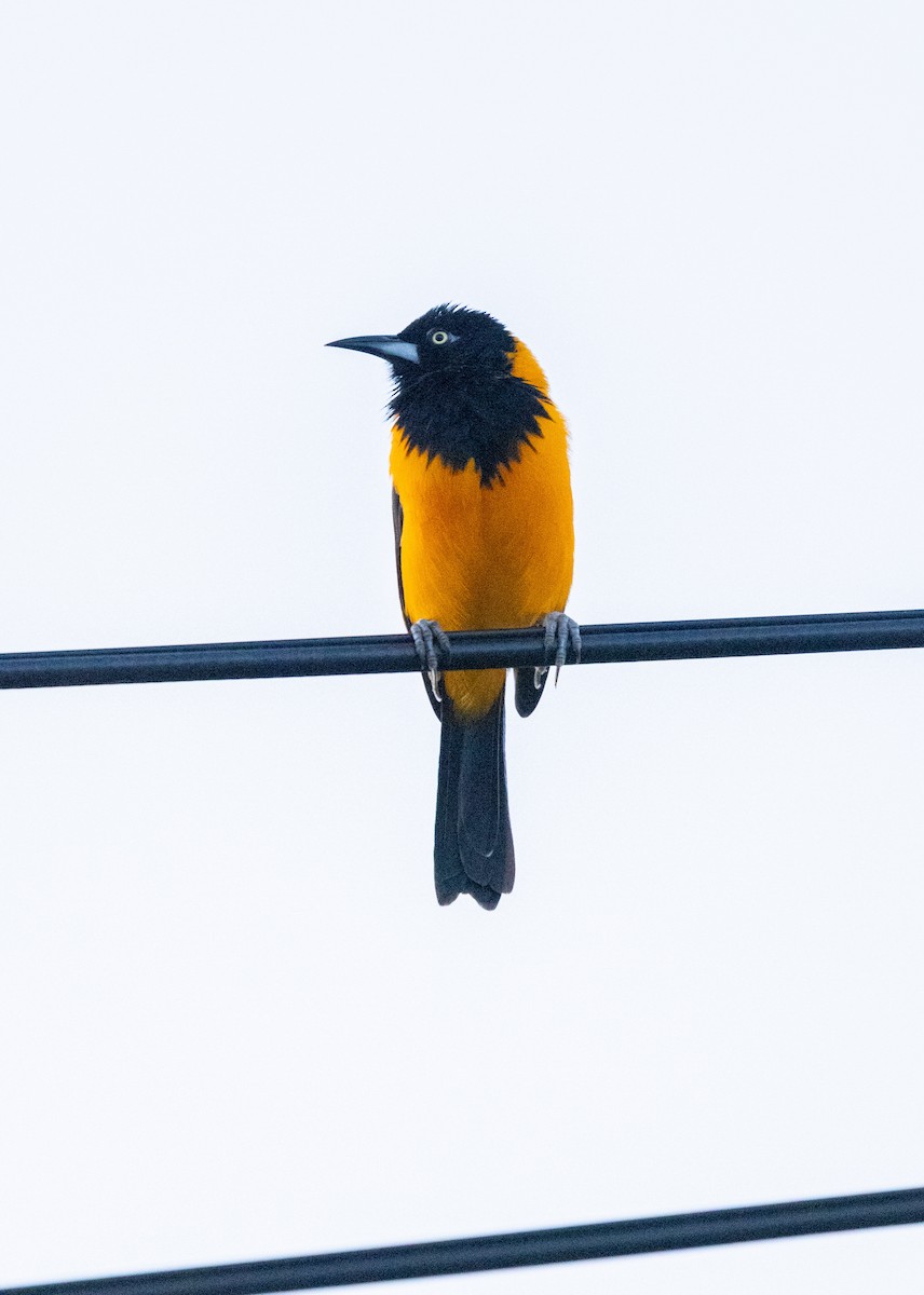 Трупіал венесуельський - ML646688766