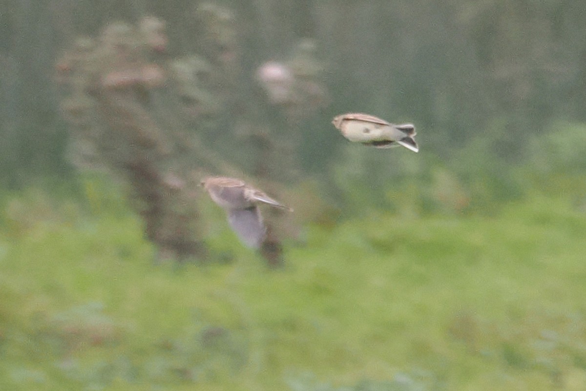 sanglerke - ML646688768