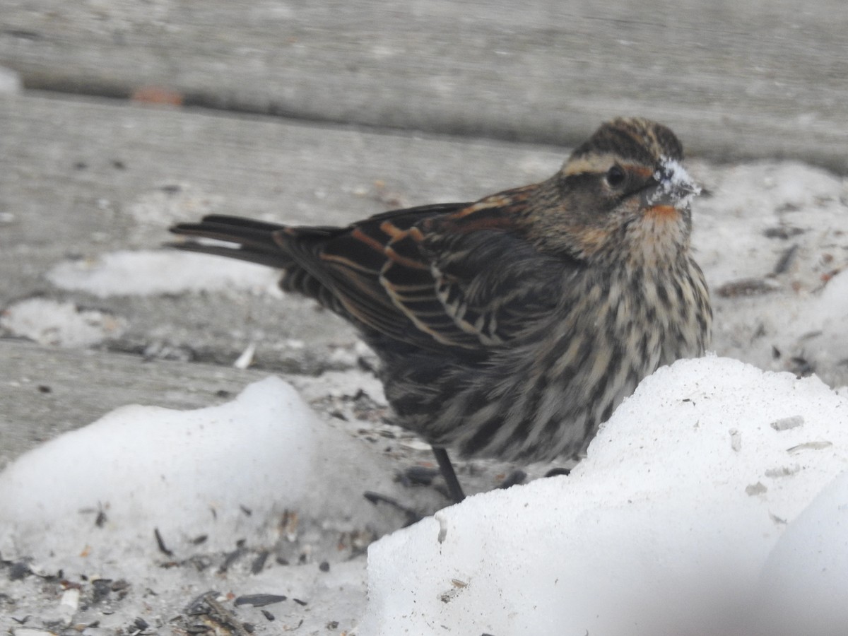Red-winged Blackbird - ML646688769