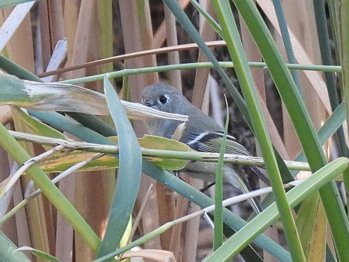 ルビーキクイタダキ - ML646688770