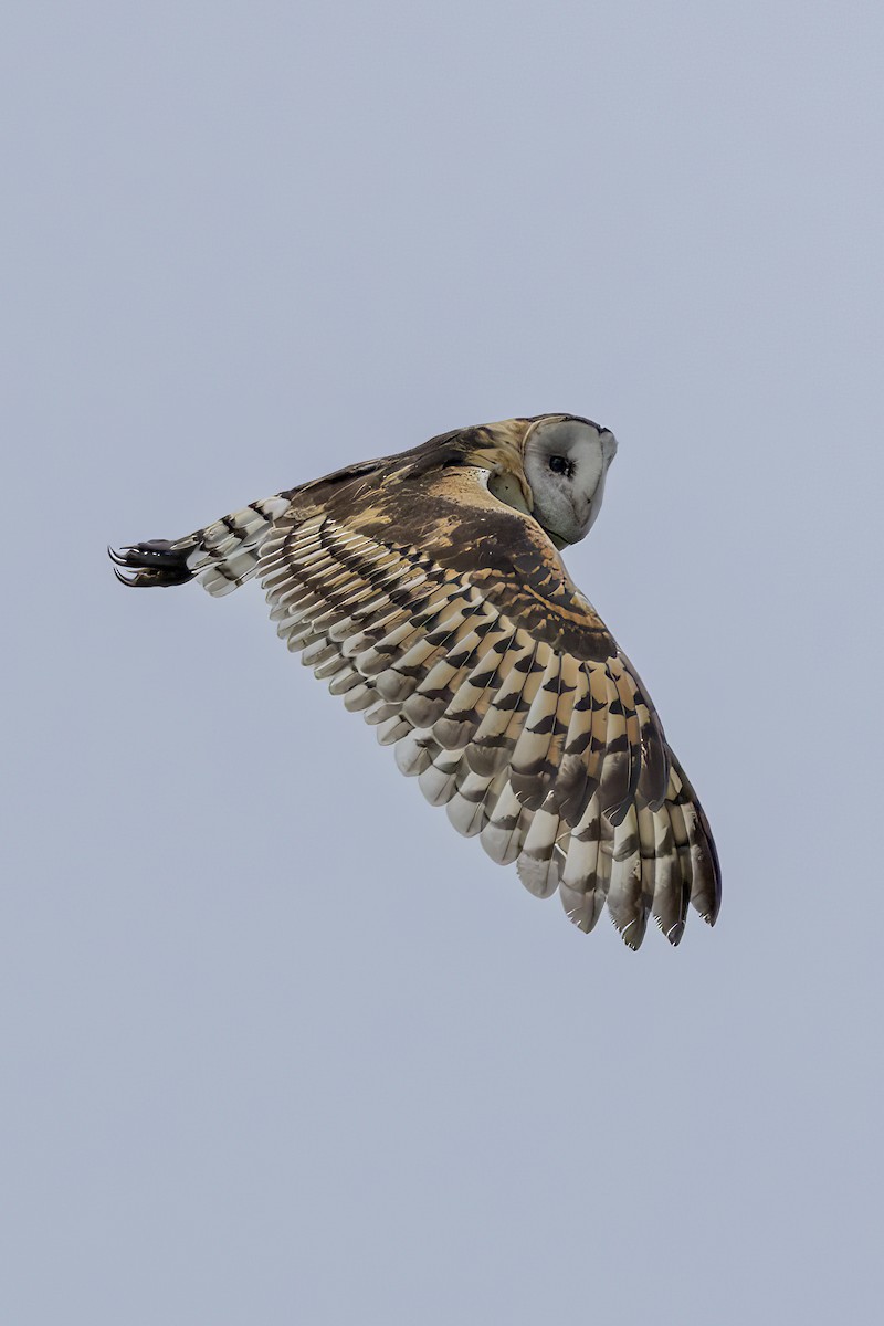 Effraie de prairie - ML646688771