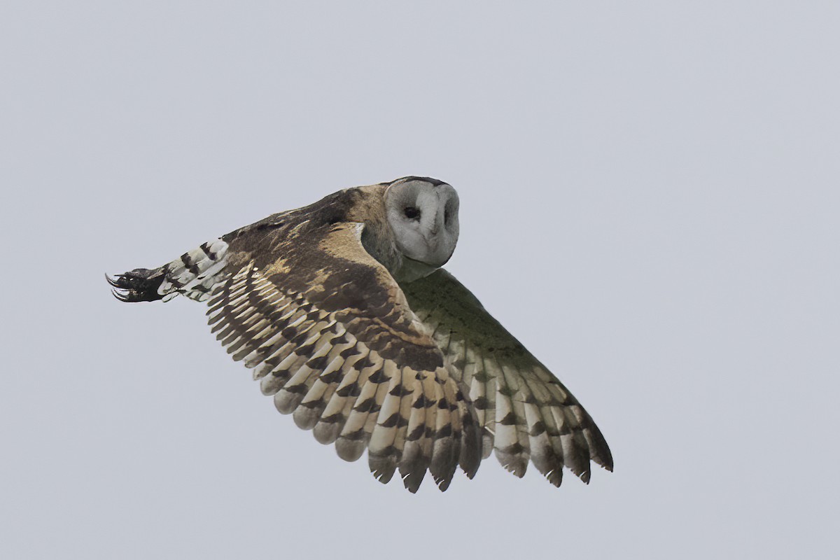 Effraie de prairie - ML646688772