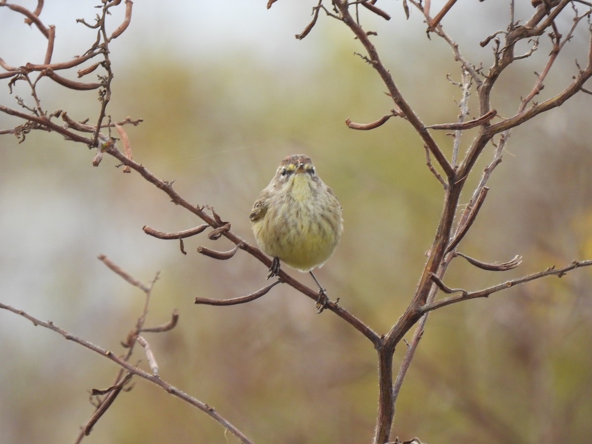 Пальмовая древесница - ML646688774