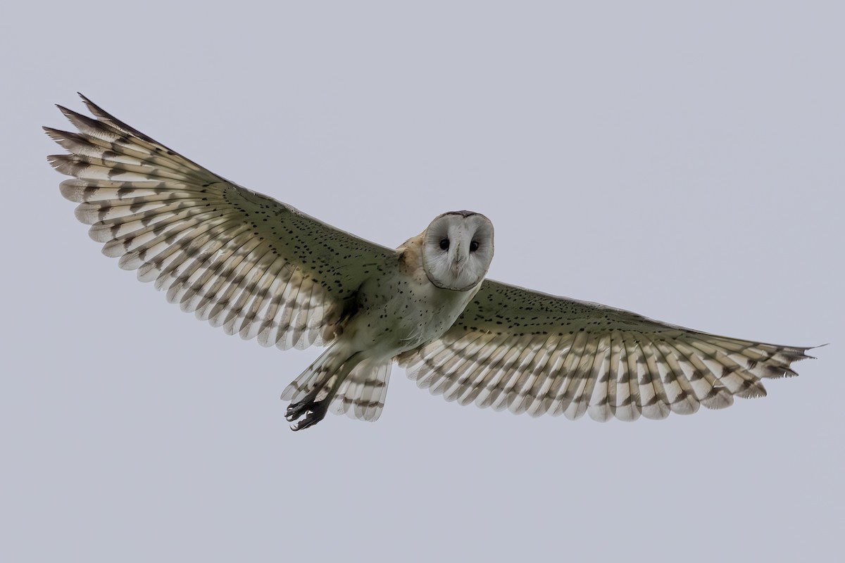 Effraie de prairie - ML646688775