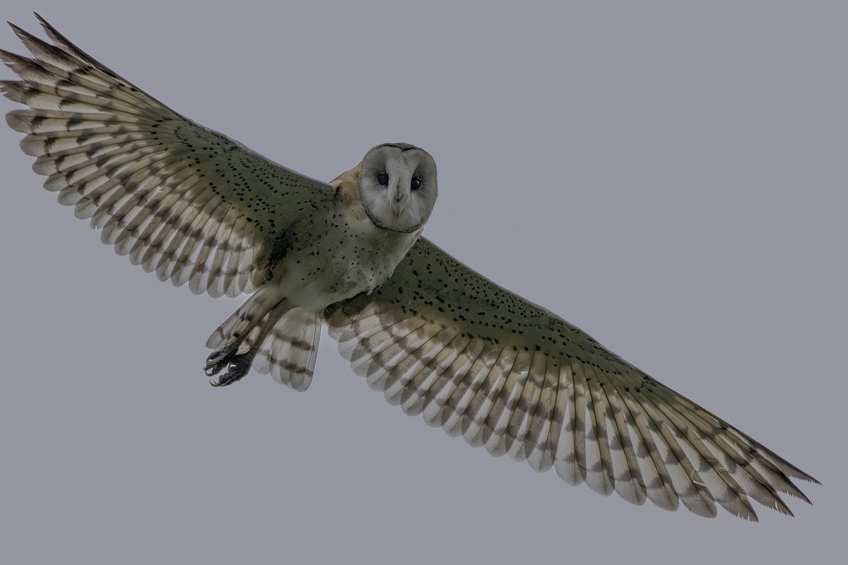 Effraie de prairie - ML646688776