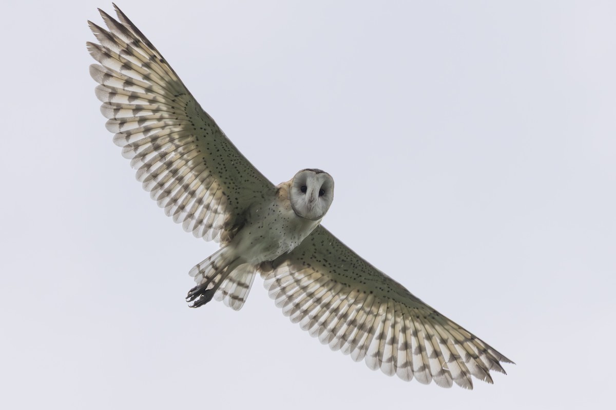 Effraie de prairie - ML646688777