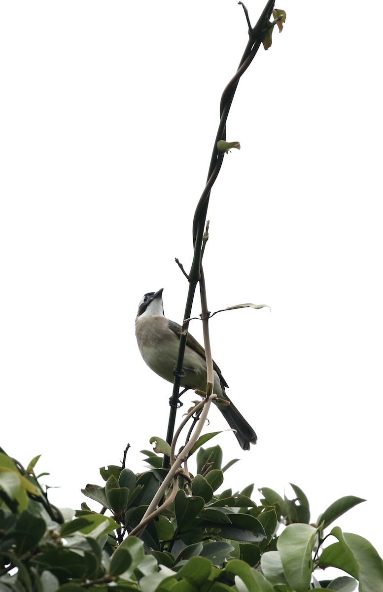 Light-vented Bulbul - ML646688790