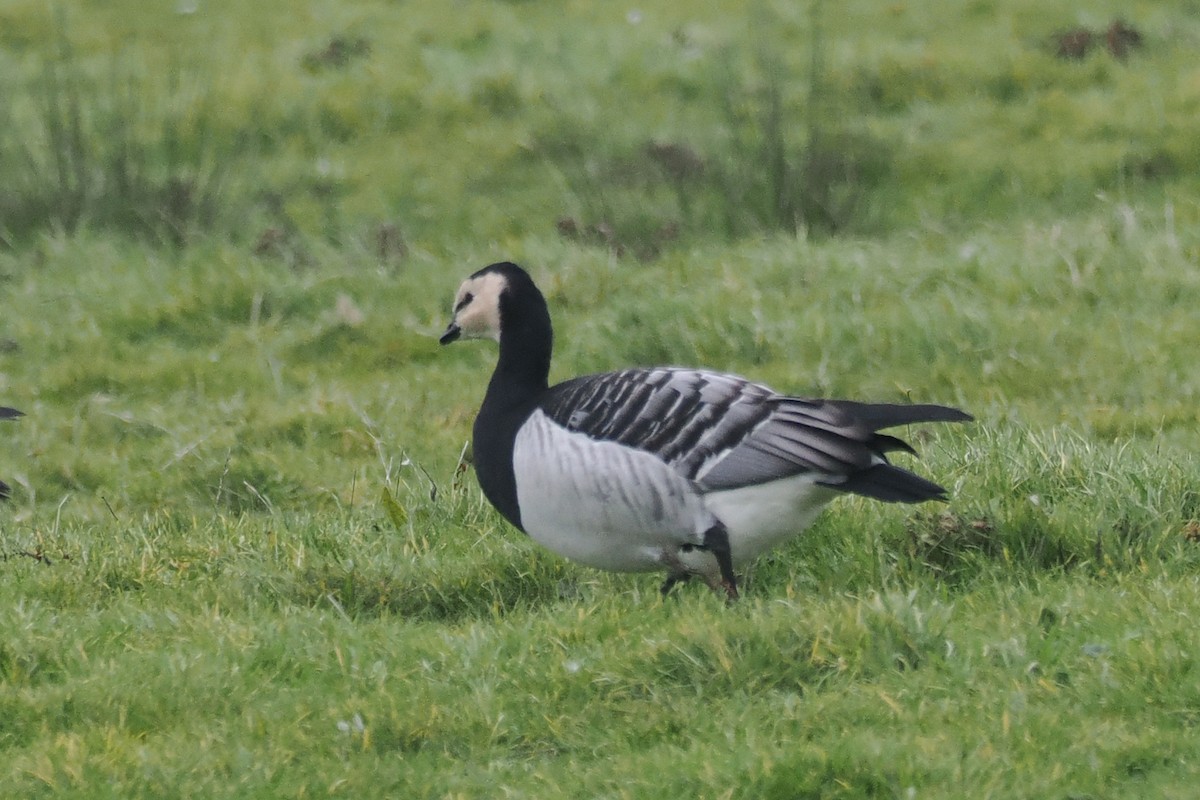 Barnacle Goose - ML646688792