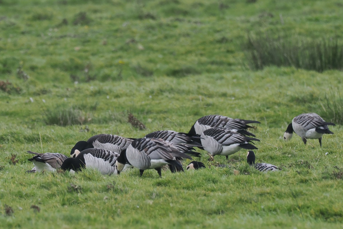 Barnacle Goose - ML646688793