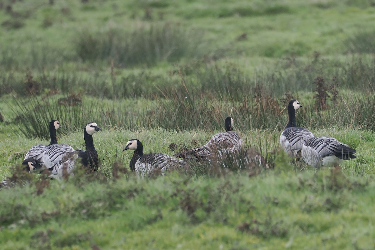 Barnacle Goose - ML646688794