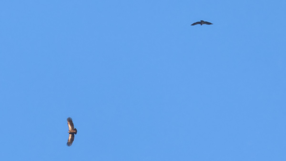 Himalayan Griffon - ML646688799