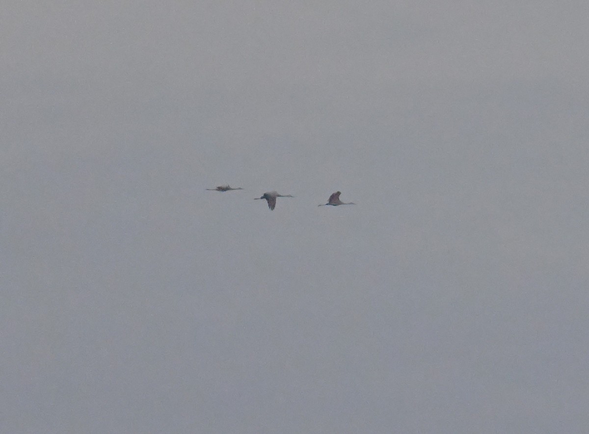 Sandhill Crane - ML646688809