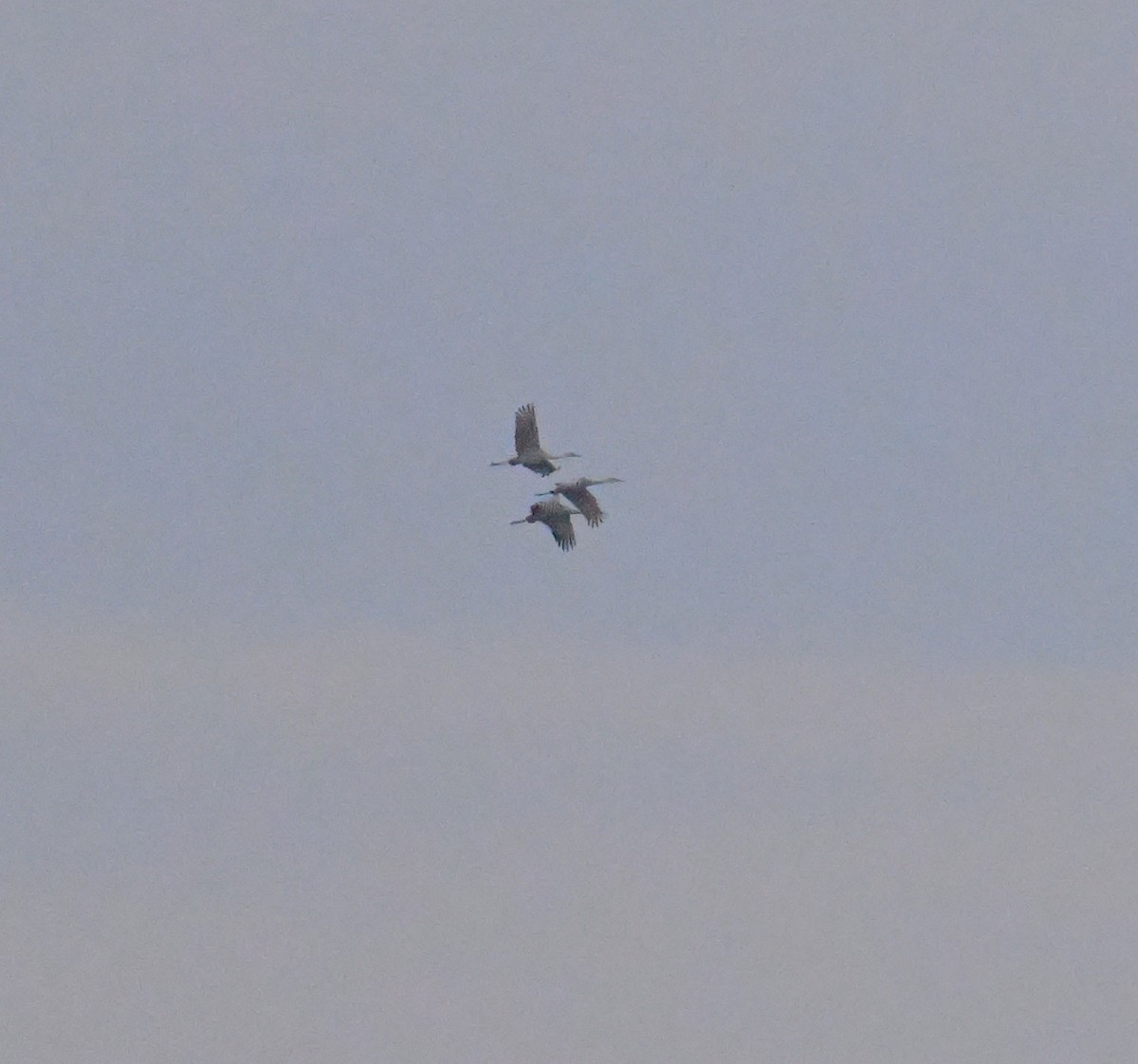 Sandhill Crane - ML646688810