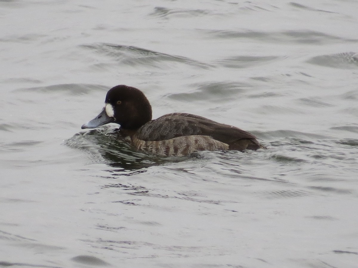 Karabaş Patka - ML646688811