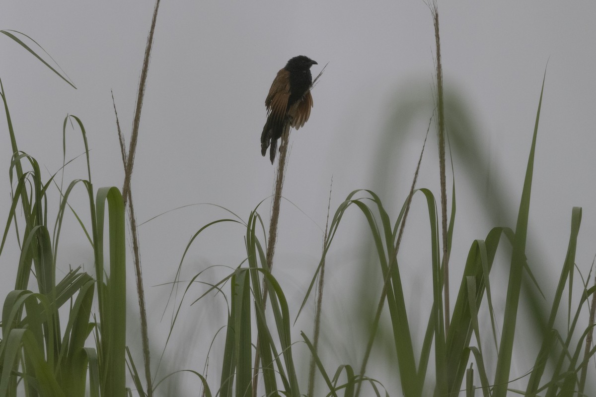 Coucal rufin - ML646688814