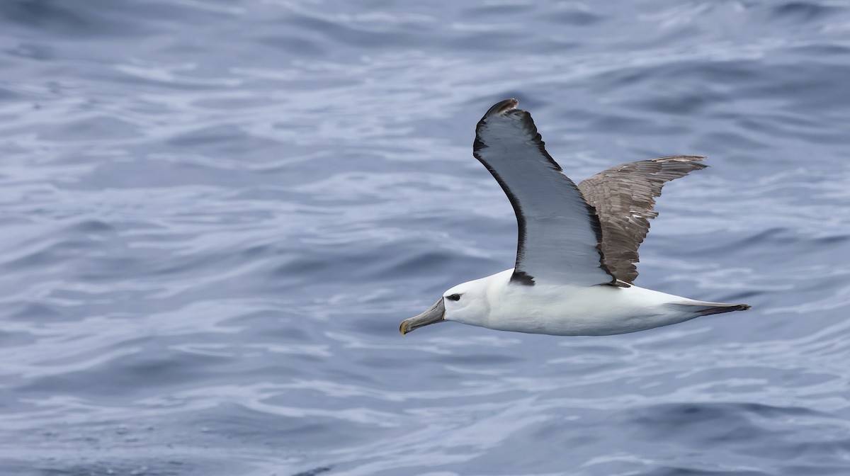 Albatros tasmaniarra - ML646688816